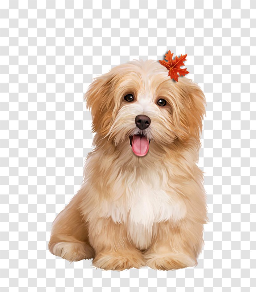 Dog Maltepoo Puppy Shih Tzu Lhasa Apso Transparent PNG