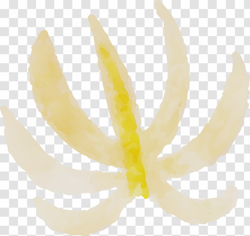 Close-up Transparent PNG