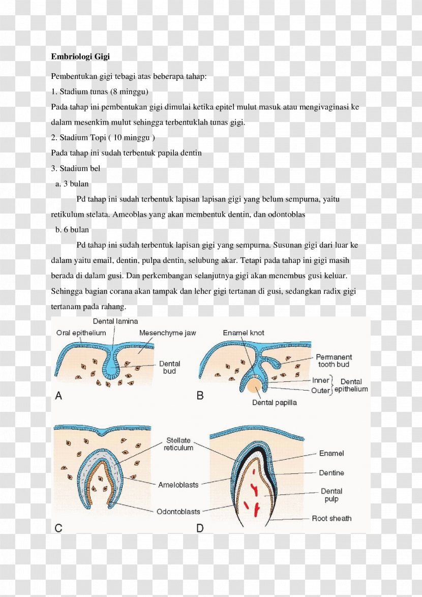 The Developing Human Tooth Development Embryology - Tongue Transparent PNG