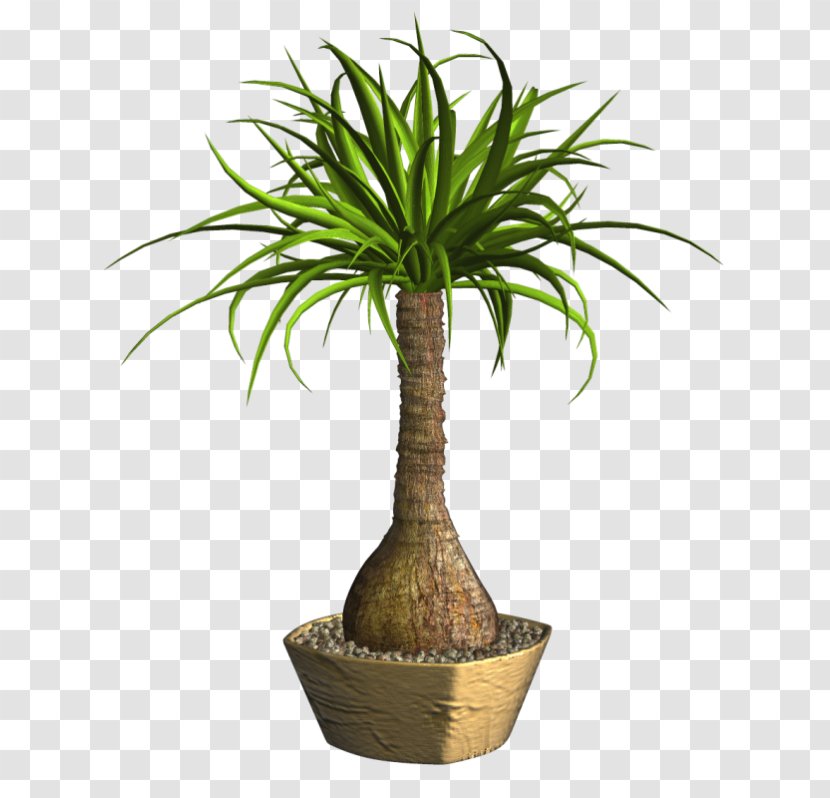 Arecaceae Lucky Bamboo Tropical Woody Bamboos Ponytail Palm Houseplant - Plant Transparent PNG