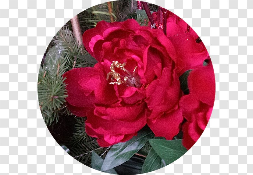 Floribunda Cabbage Rose Garden Roses Flower Victorian Era - December - Red Peony Transparent PNG