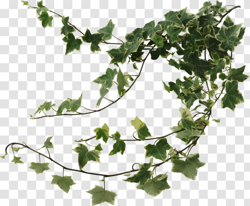 Common Ivy Houseplant Devil's Vine - Branch - Balcony Transparent PNG