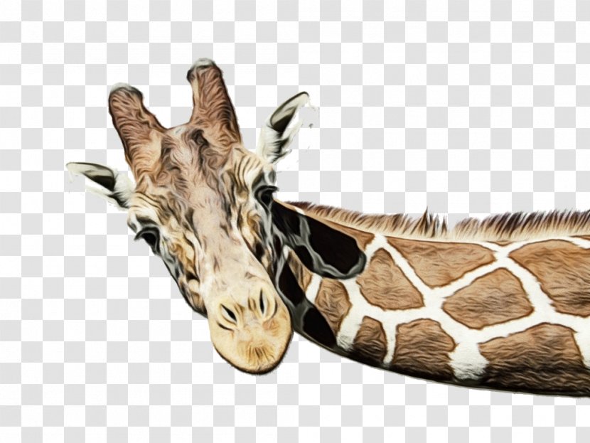 Giraffe Cartoon - Massage - Snout Wildlife Transparent PNG