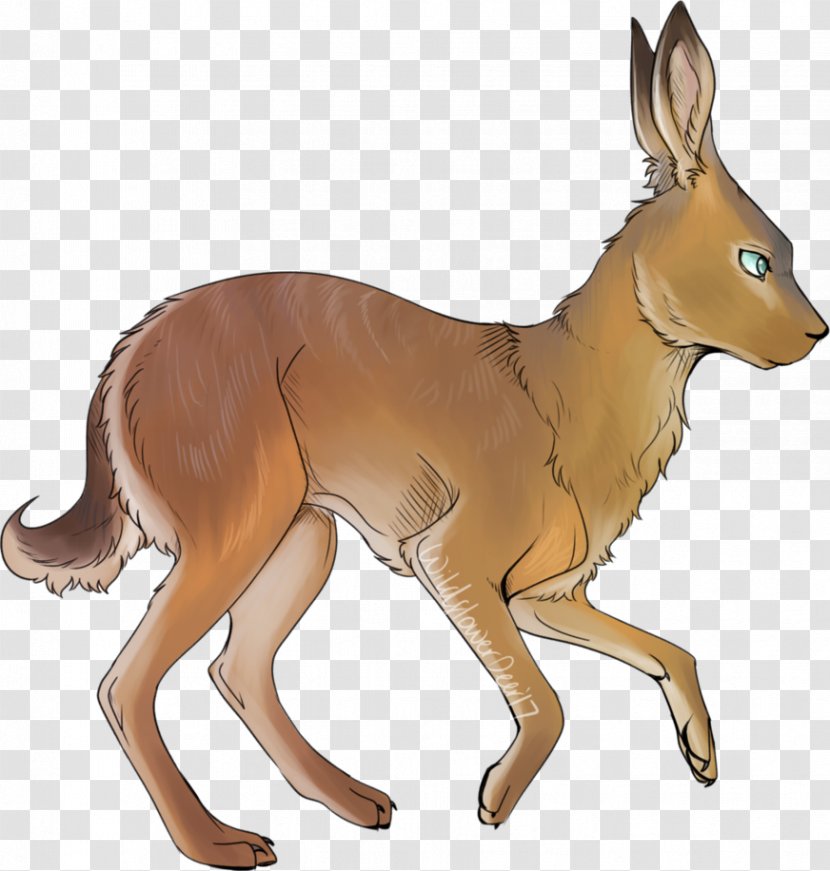 Canidae Hare Horse Deer Kangaroo - Macropodidae Transparent PNG