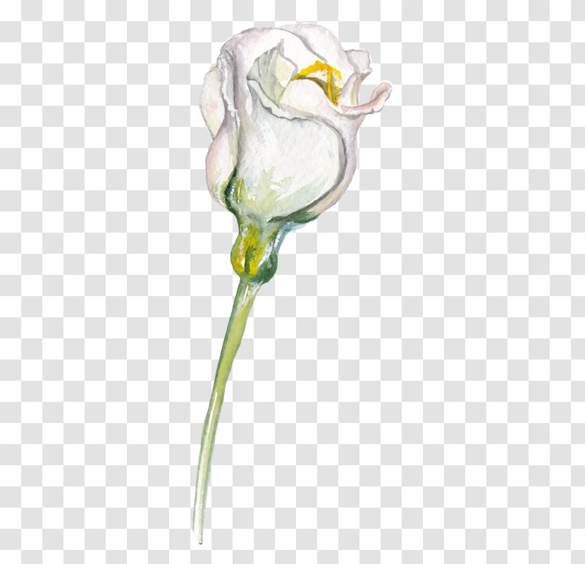 Drawing Flower Sketch Transparent PNG