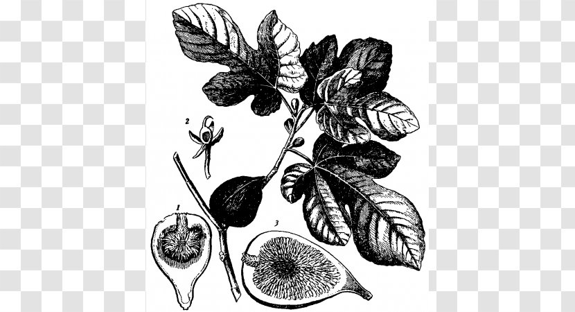 Common Fig Light Leaf Fruit Plant - Magnolia Transparent PNG