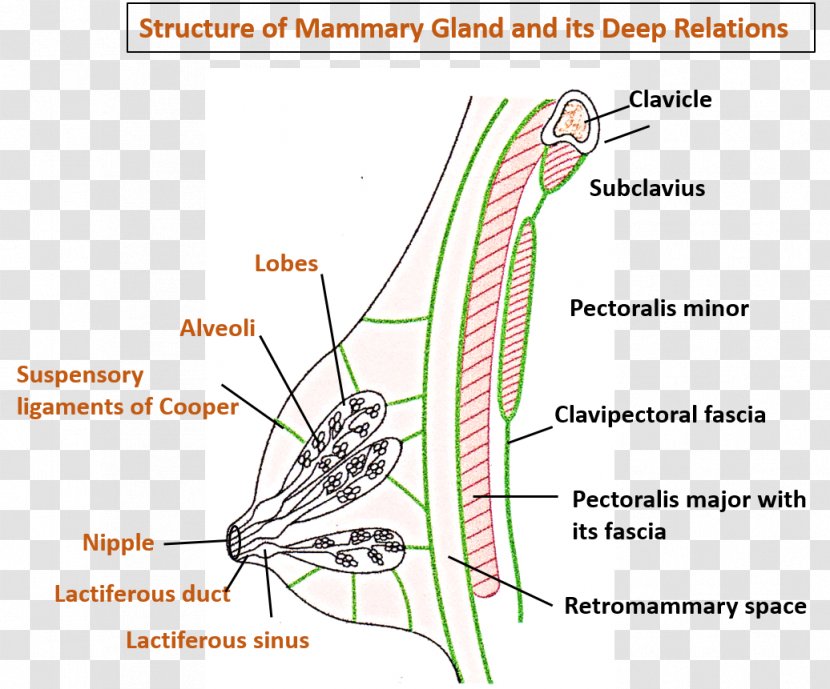 Mammary Gland Cavernous Sinus Head And Neck Anatomy - Silhouette - Tree Transparent PNG