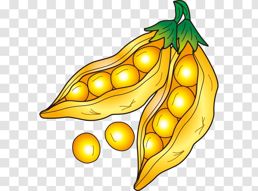 Soybean Drawing - Mung Bean - Pea Transparent PNG