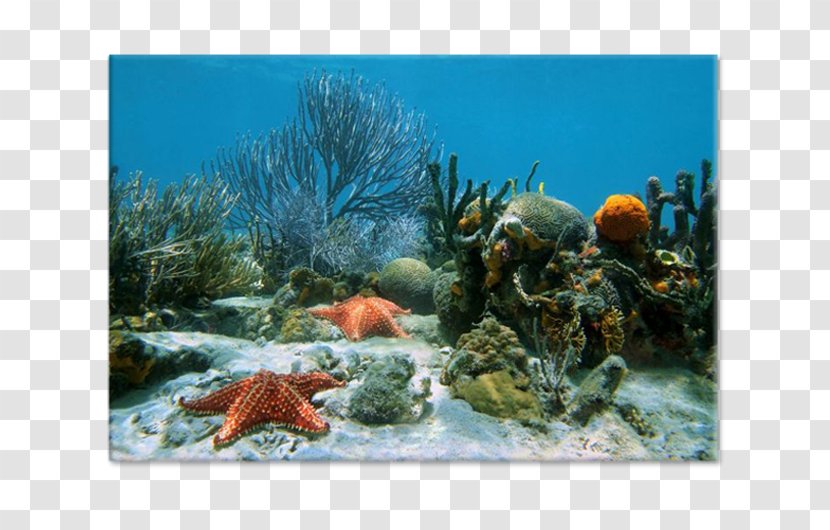 World Ocean Coral Reef Underwater - Organism - Sea Transparent PNG