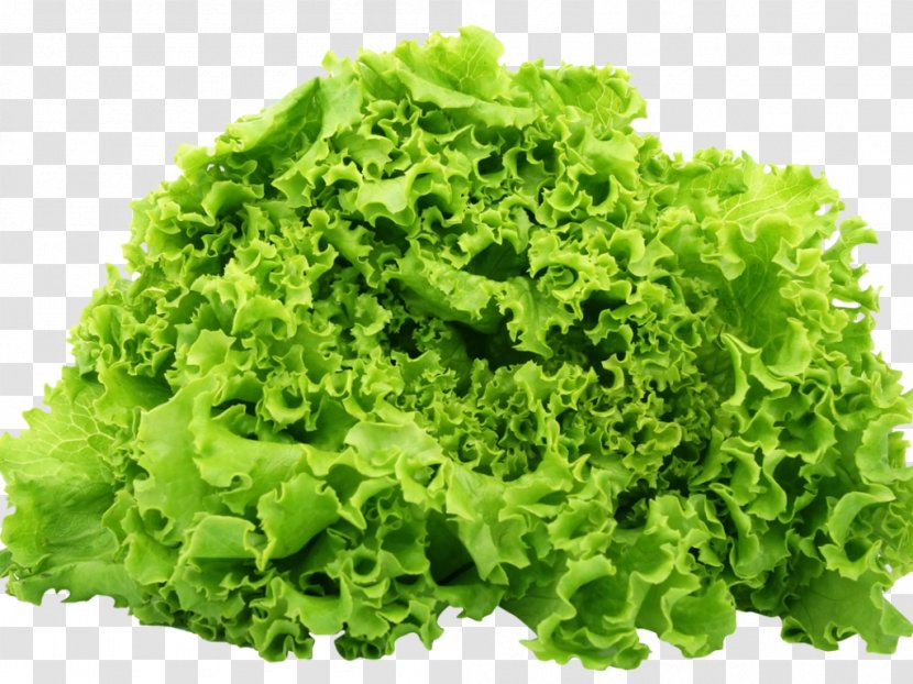 Romaine Lettuce Caesar Salad Vegetable - Iceberg Transparent PNG