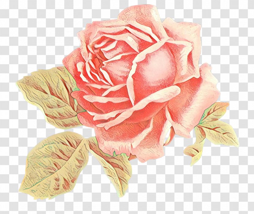 Garden Roses - Rose Order Plant Transparent PNG