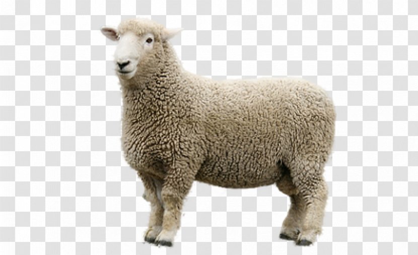 Merino Romney Sheep Goat Domestic Reproduction - Lincoln Transparent PNG