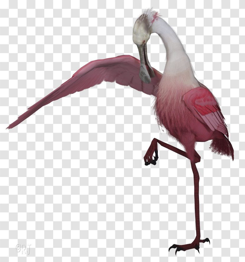 Pink Flamingo - Neck - Cranelike Bird Wildlife Transparent PNG