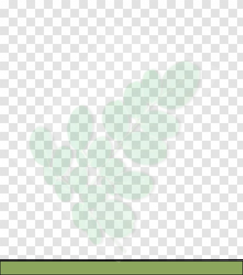 Desktop Wallpaper Computer Leaf - Graphics - Moringa Transparent PNG