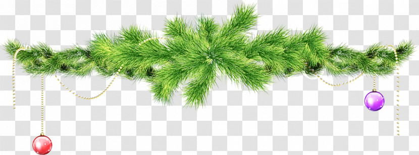 White Pine Plant Tree American Larch Leaf Transparent PNG