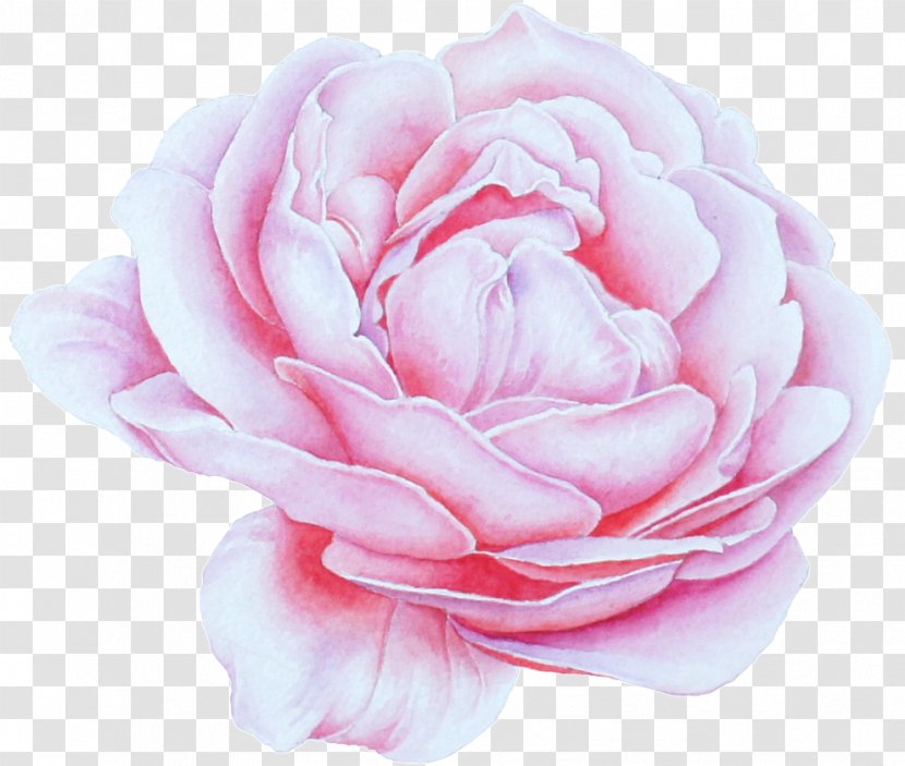 Garden Roses - Rose - Hybrid Tea Plant Transparent PNG