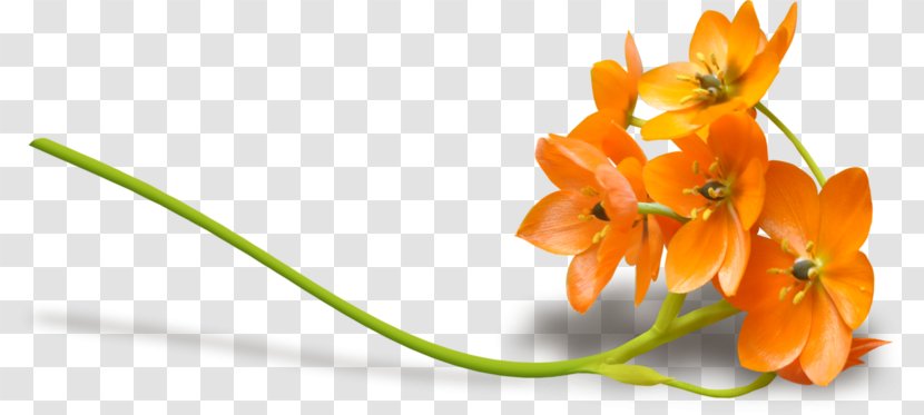 Flowers Background - Spring - Cut Plant Transparent PNG