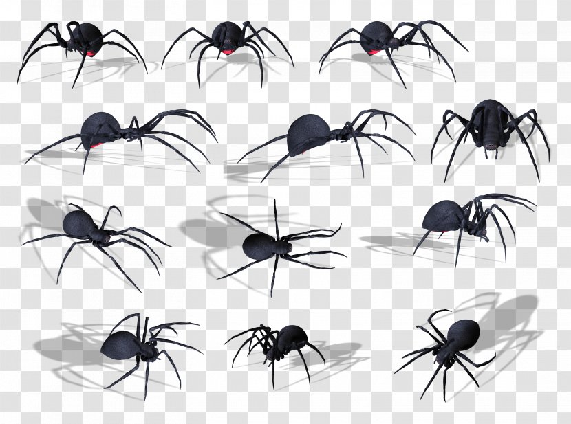 Spider Bite Papua New Guinea Insect Venom - Widow - Image Transparent PNG