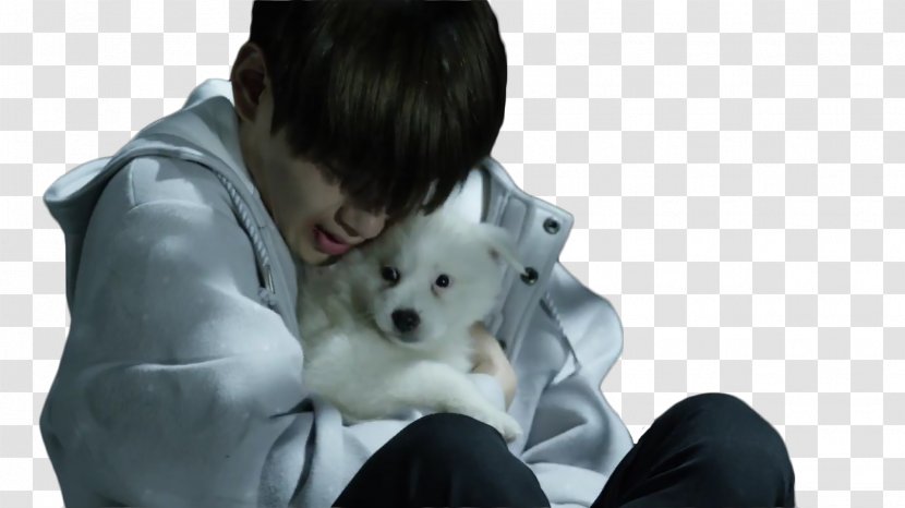 Dog Puppy BTS Stigma K-pop - Maltese - Bts Transparent PNG