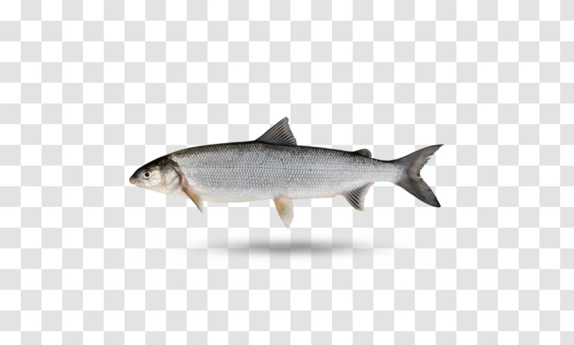 Shark - Trout - Osmeriformes Salmonlike Fish Transparent PNG