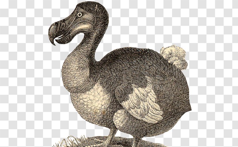 T-shirt Dodo Bird Extinction - Emu Transparent PNG