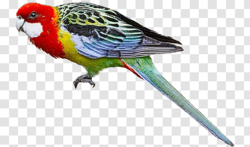 Bird Beak Parakeet Budgie Parrot Transparent PNG