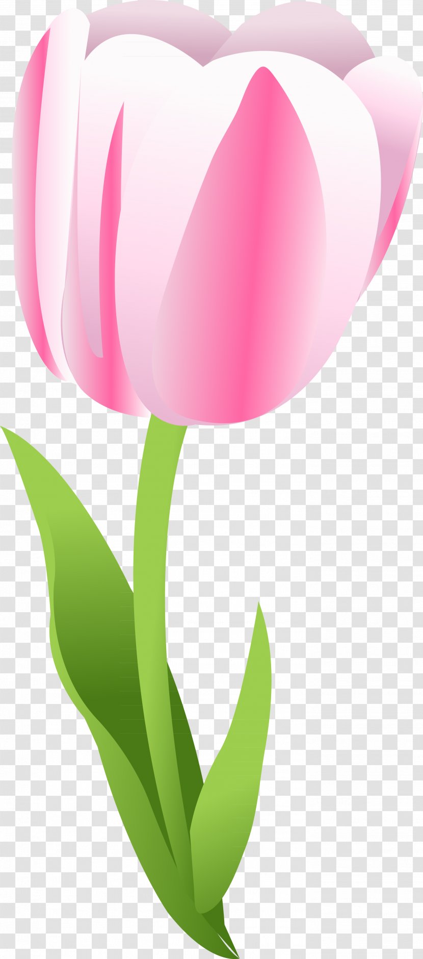 Tulip Desktop Wallpaper Clip Art - Flower Transparent PNG