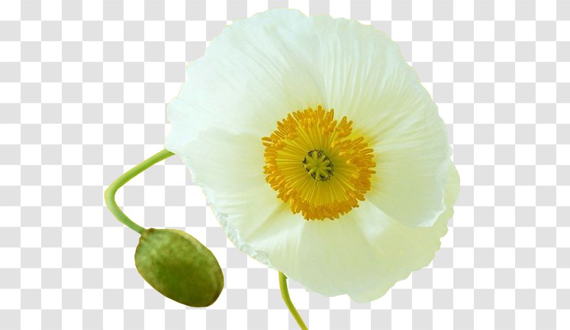 Common Poppy Flower Opium Clip Art - Lilium Transparent PNG