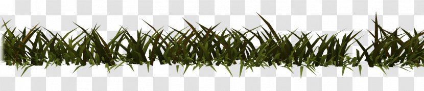 Grasses Line Plant Stem Family - Branch Transparent PNG
