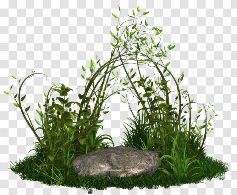 Plants Plant Stem Image Tree Grasses Transparent PNG