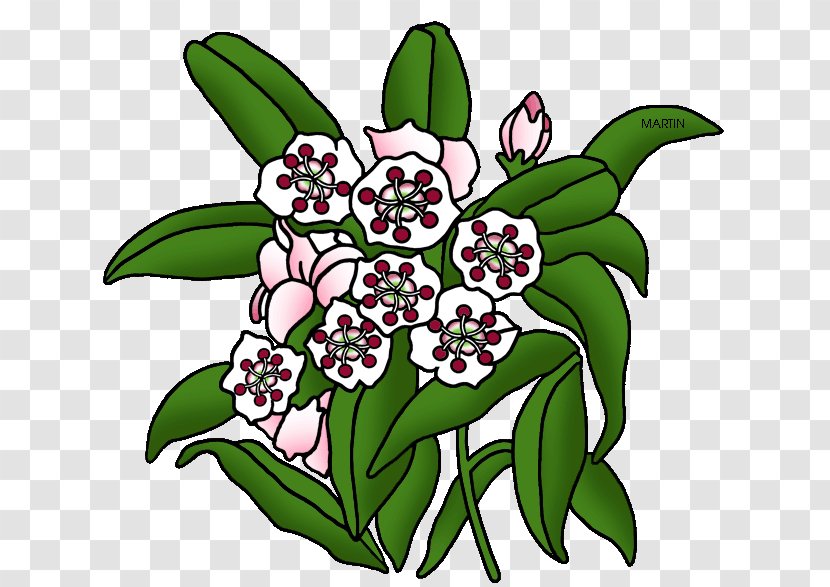 Floral Flower Background - Mountainlaurel - Cattleya Herbaceous Plant Transparent PNG