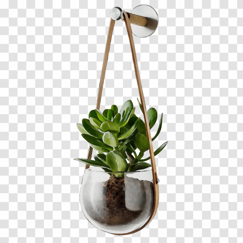 Flowerpot Flower Plant Houseplant Echeveria - Bamboo - Succulent Nepenthes Transparent PNG