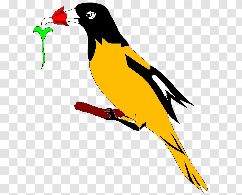 Clip Art Eurasian Golden Oriole - Beak - Birds Vector Clipart Transparent PNG