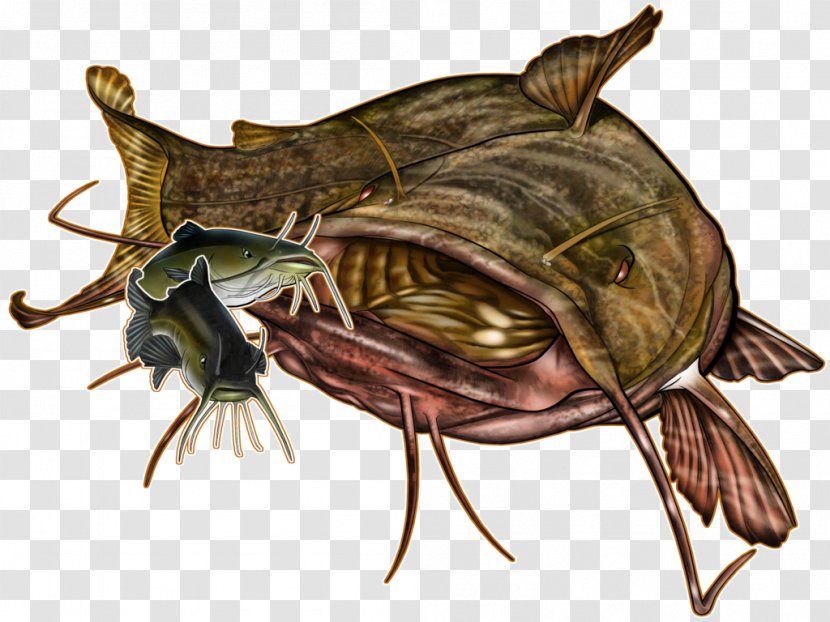 Reptile Insect Decapoda Pest Fish - Organism Transparent PNG