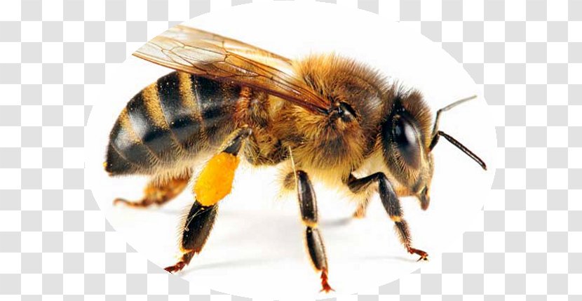 Western Honey Bee Insect Beehive Queen - Hornet Transparent PNG
