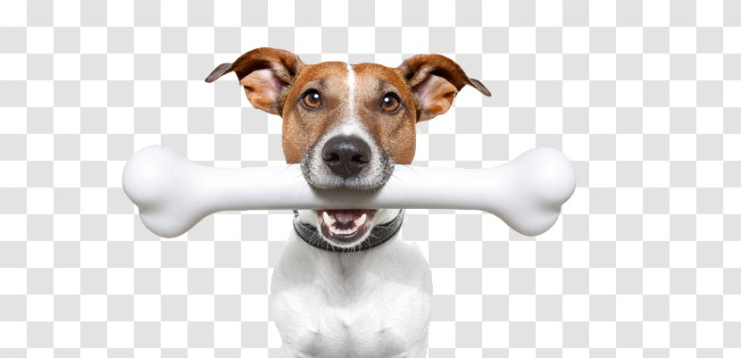 Jack Russell Terrier Stock Photography Puppy Bone Veterinarian Transparent PNG