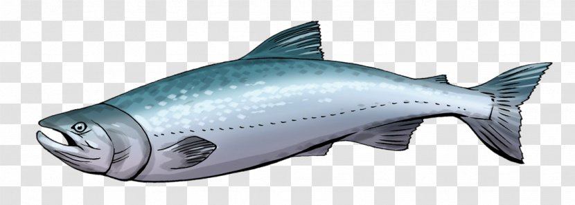 Salmon Sashimi Free Content Clip Art - Chinook - Cute Cliparts Transparent PNG