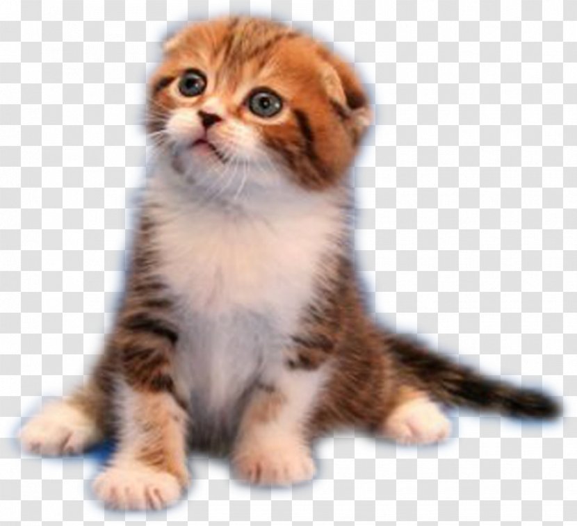 Whiskers Malayan Cat American Wirehair Kitten Domestic Short-haired - Like Mammal Transparent PNG