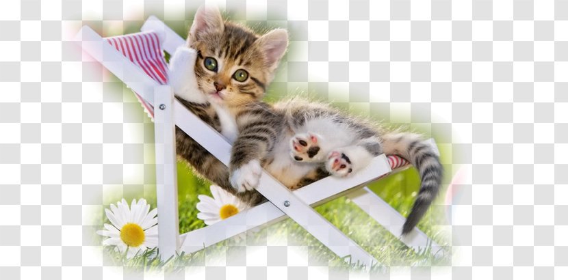 Kitten Puppy Siberian Cat Desktop Wallpaper Dog - Cattery Transparent PNG