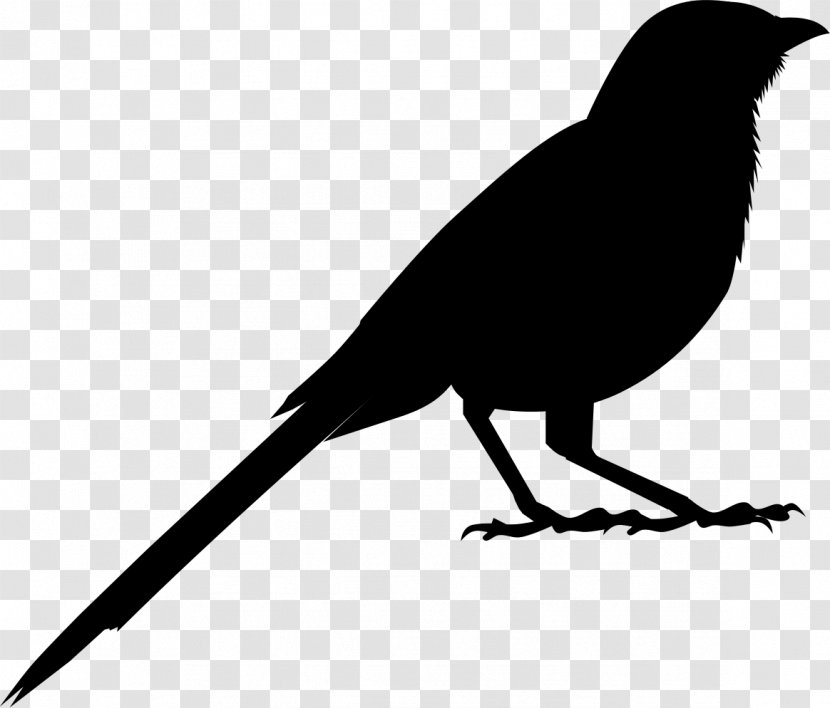 American Crow Clip Art Fauna Silhouette Common Raven - Vertebrate Transparent PNG