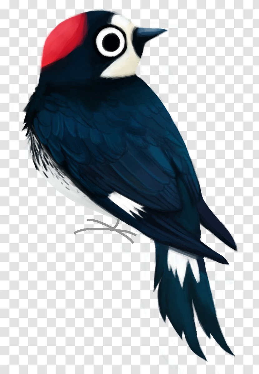 Acorn Woodpecker Clip Art Woody - Logo - Gila Transparent PNG