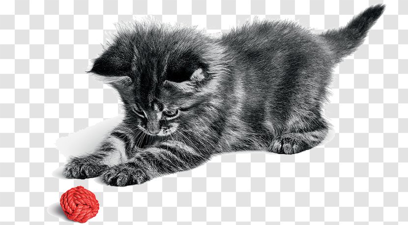 Persian Cat Norwegian Forest Kitten Chartreux Dog - American Curl Kittens Transparent PNG