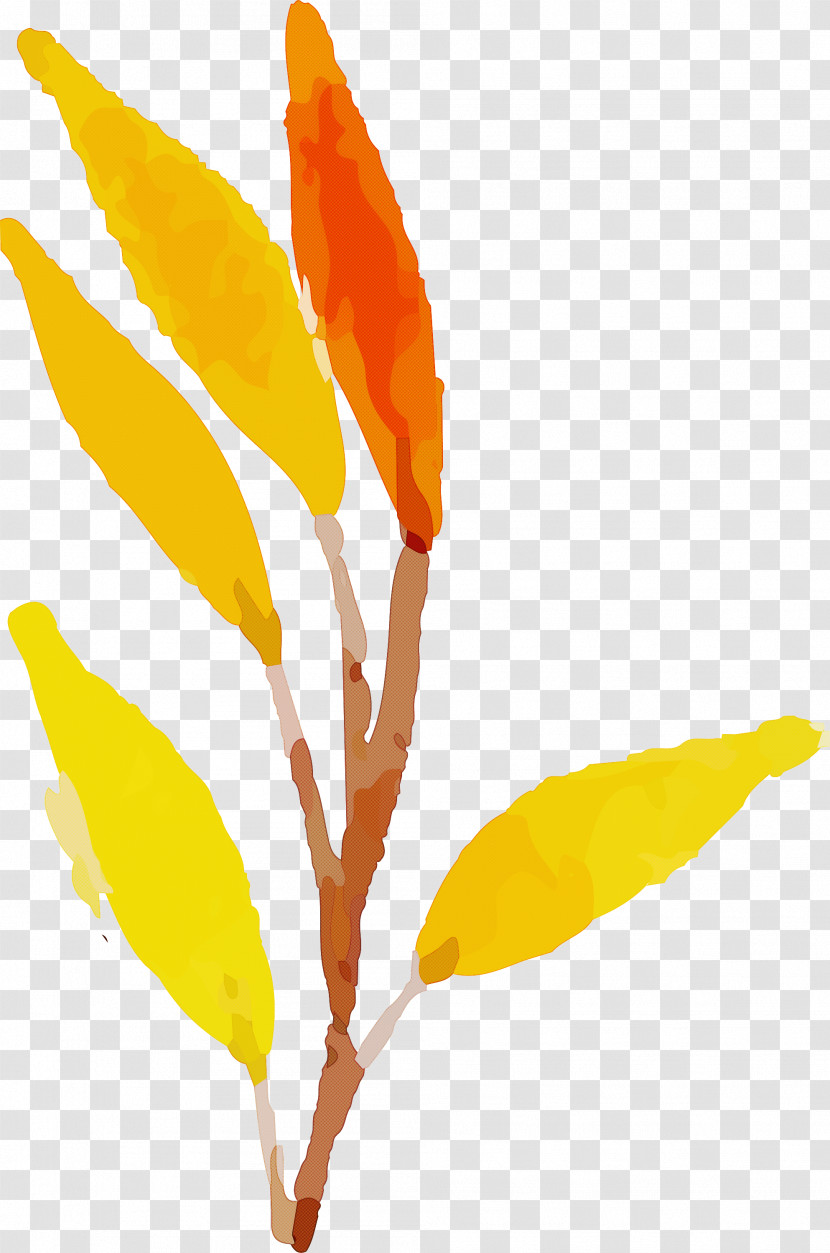 Autumn Leaf Colorful Leaf Transparent PNG