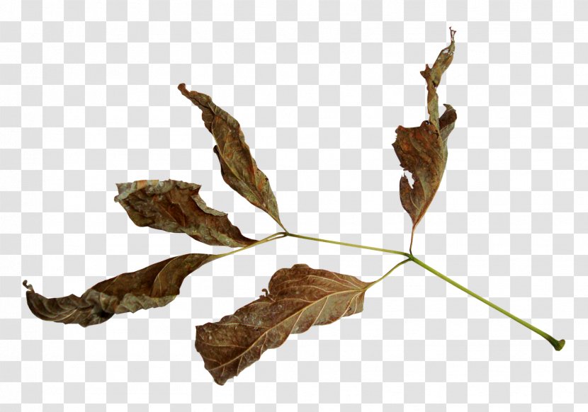 Leaf - Twig Transparent PNG