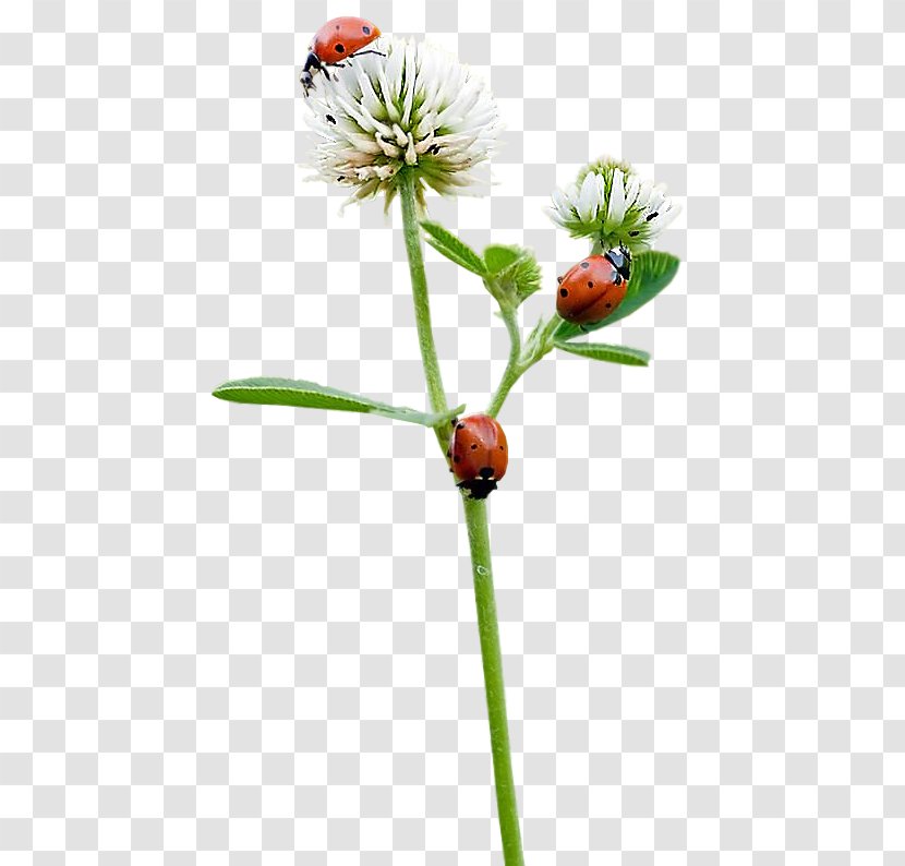 Ladybird Beetle Butterfly Seven-spot Flower Transparent PNG