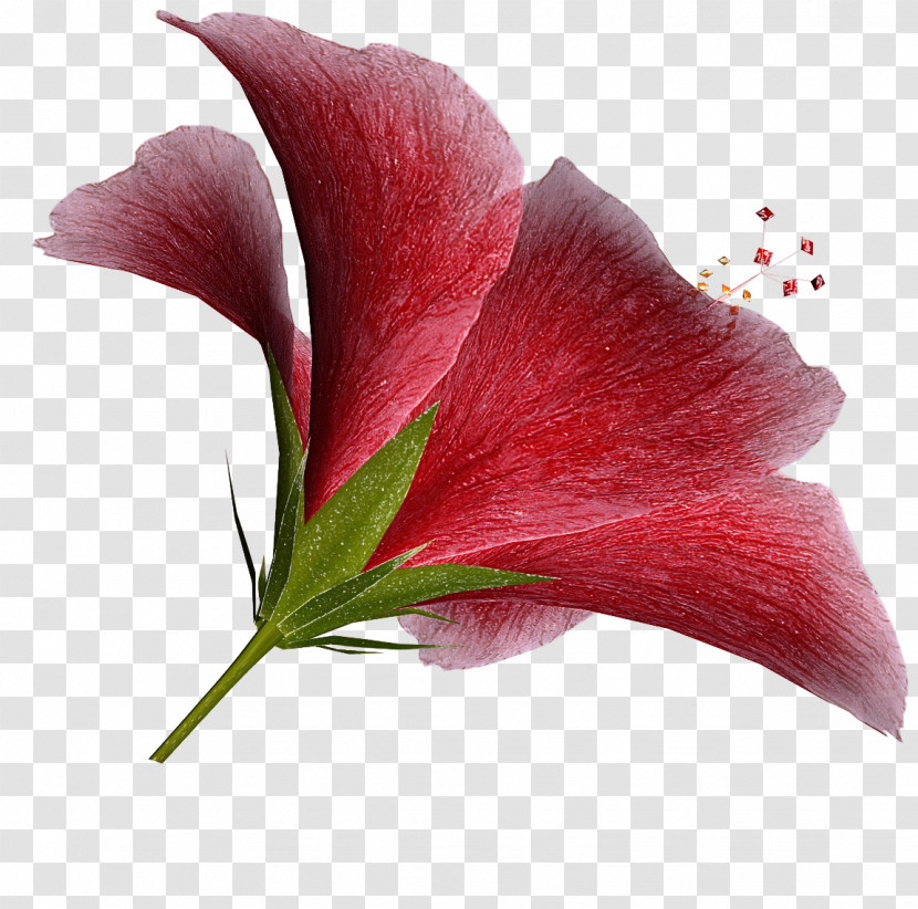 Flower Plant Petal Red Anthurium Transparent PNG