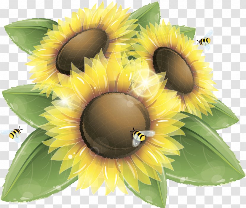 Common Sunflower Honey Bee Clip Art - Seed - Oil Transparent PNG