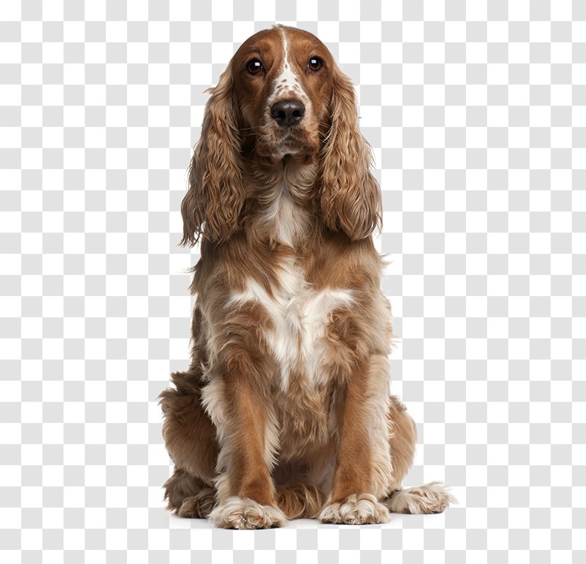American Cocker Spaniel English Springer Puppy - Breed Transparent PNG