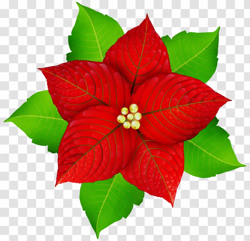 Christmas Poinsettia - Wet Ink - Holly Flowering Plant Transparent PNG