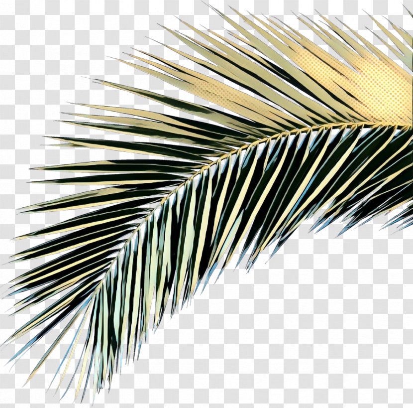 Palm Tree - Pine Family Transparent PNG